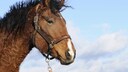 Kopf von einem braunen Curly-Horse mit kurzem, gelockten Fell
