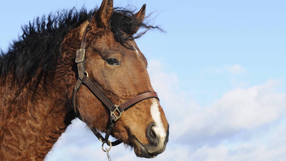 Kopf von einem braunen Curly-Horse mit kurzem, gelockten Fell