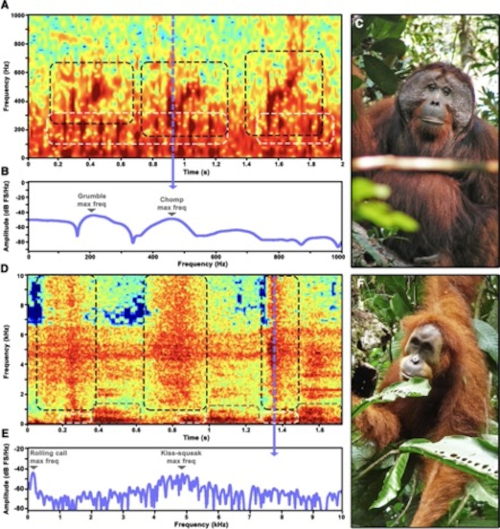 Ein Spektrogramm der Geräusche der Orang-Utans in Borneo und Sumatra