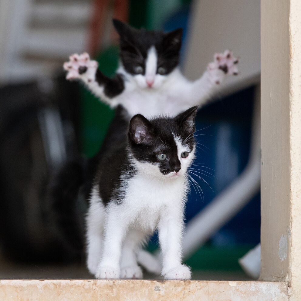 Fotograf Michel Zoghzoghi aus Beirut freut sich dabei zusehen zu könne, wie die beiden geretteten Katzen Max und Alex regelrecht aufblühen und bei ihm zu Hause für gute Stimmung sorgen.