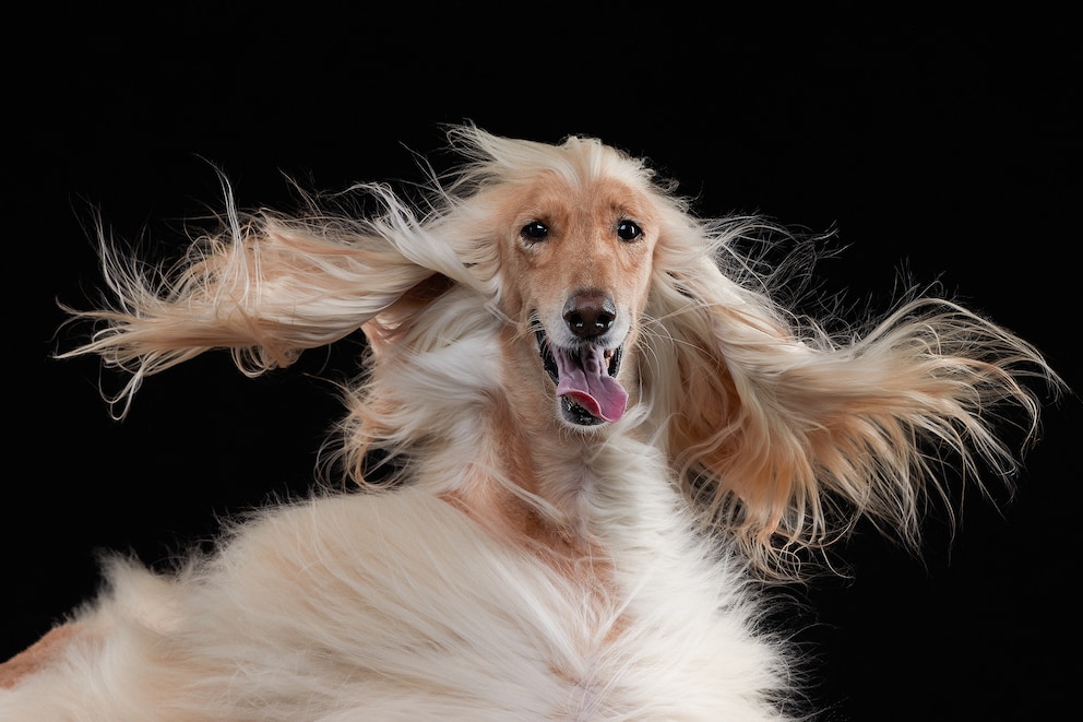 Windhund Oscar hat nicht nur ein üppiges Fell, sondern auch großen Spaß daran es zu präsentieren. 