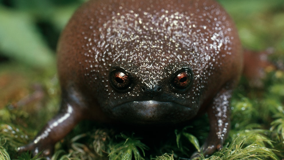 Der Schwarze Regenbogenfrosch erinnert an eine Avocado und schaut permanent grimmig