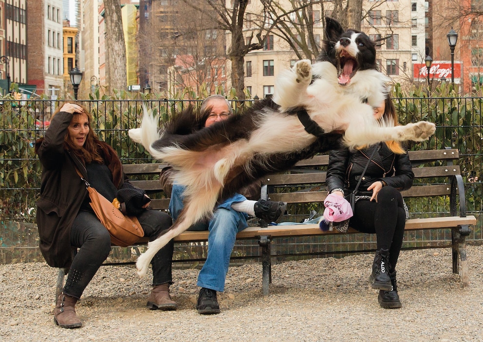 Ein Border Collie springt in die Luft und macht dabei ein lustiges Gesicht