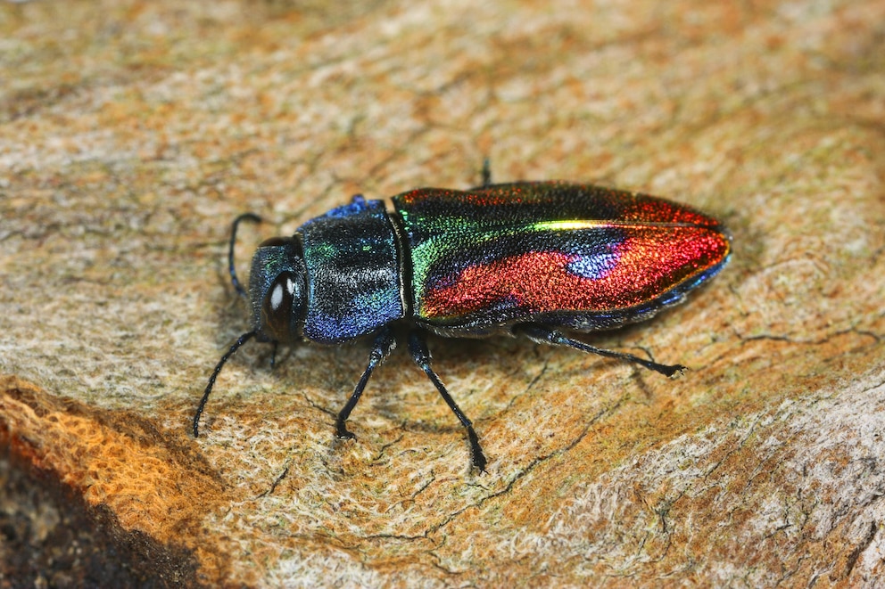 9 auffällige Käfer im Garten und wie man sie erkennt - PETBOOK