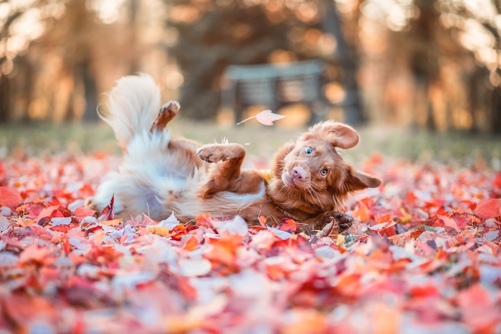 Fotografin Kerstin-Leichtenmüller machte aus dem Schnappschuss von Nova Scotia Duck Tolling Retriever Milo ein lustiges Meme und schreibt: Mein Gesicht, wenn mein Schwarm &quot;Hallo&quot; sagt