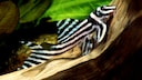 Seinem auffälligen, schwarzweißen Streifenmuster, das an die Zeichnung eines Zebras erinnert, verdankt der Zebrawels seinen Namen.