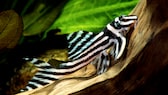 Seinem auffälligen, schwarzweißen Streifenmuster, das an die Zeichnung eines Zebras erinnert, verdankt der Zebrawels seinen Namen.