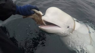 Der zutrauliche Beluga Hvaldimir wird vom Boot aus mit Fisch gefüttert