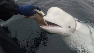 Der zutrauliche Beluga Hvaldimir wird vom Boot aus mit Fisch gefüttert