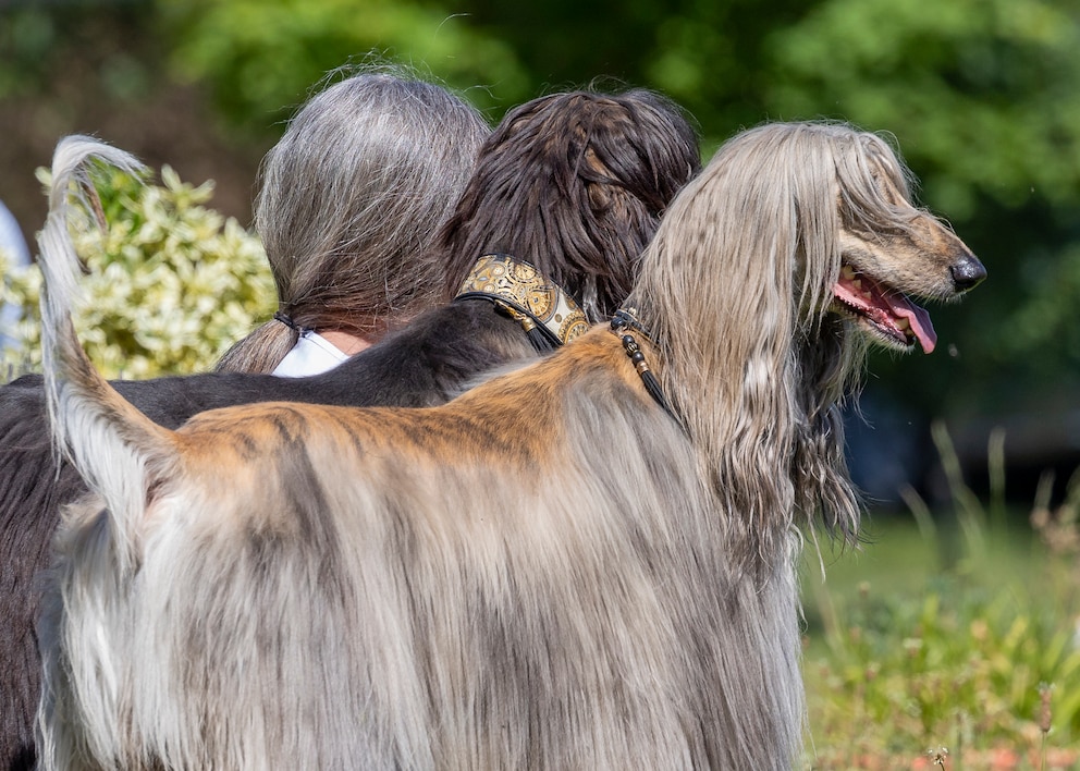 Beim Anblick von Karin und ihren beiden Hunden stellt sich für Klaus-Peter Selzer aus Dillingen nur eine Frage: Sehen die drei sich nicht verdammt ähnlich?