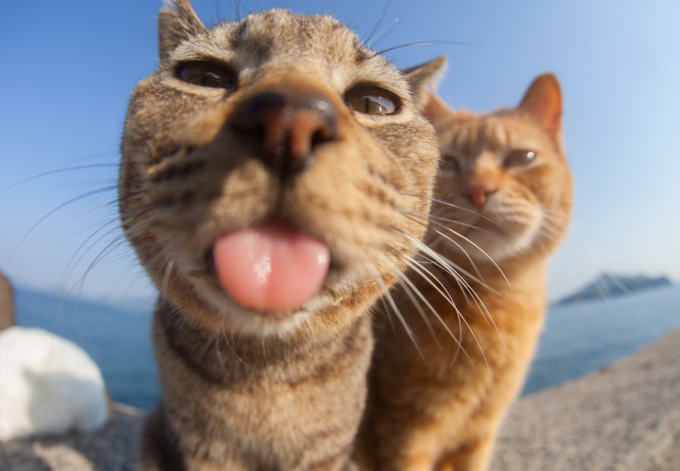 Zwei Katzen machen ein Selfie. Die eine streckt frech ihre Zunge heraus.