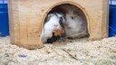 Meerschweinchen sitzen in einer Wohnung in ihrem Käfig in einem Häuschen.