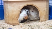 Meerschweinchen sitzen in einer Wohnung in ihrem Käfig in einem Häuschen.