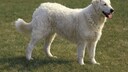 Ein Kuvasz steht auf einer Wiese