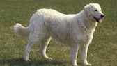 Ein Kuvasz steht auf einer Wiese