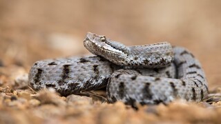 Aspisviper (Vipera aspis) zusammengerollt auf steinigem Untergrund in der Sonne