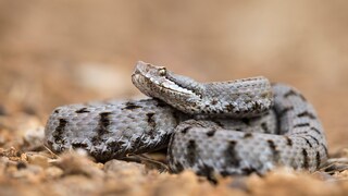 Aspisviper (Vipera aspis) zusammengerollt auf steinigem Untergrund in der Sonne