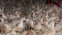 Hunderte „gerettete“ Bruderhähne in einem Masttierstall ohne Tageslicht