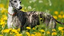 Hund der Rasse Whippet mit Bersteinkette um den Hals, der auf einer Wiese mit Löwenzahn steht