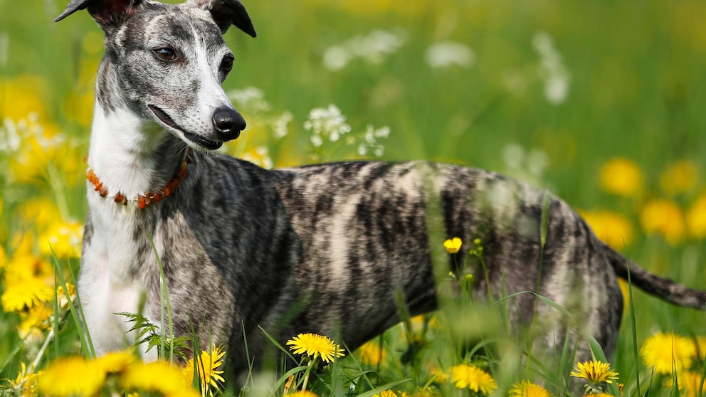 Hund der Rasse Whippet mit Bersteinkette um den Hals, der auf einer Wiese mit Löwenzahn steht