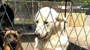 Hunde hinter einem Zaun in einem Zwinger eines Tierheims in Kroatien