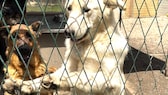 Hunde hinter einem Zaun in einem Zwinger eines Tierheims in Kroatien