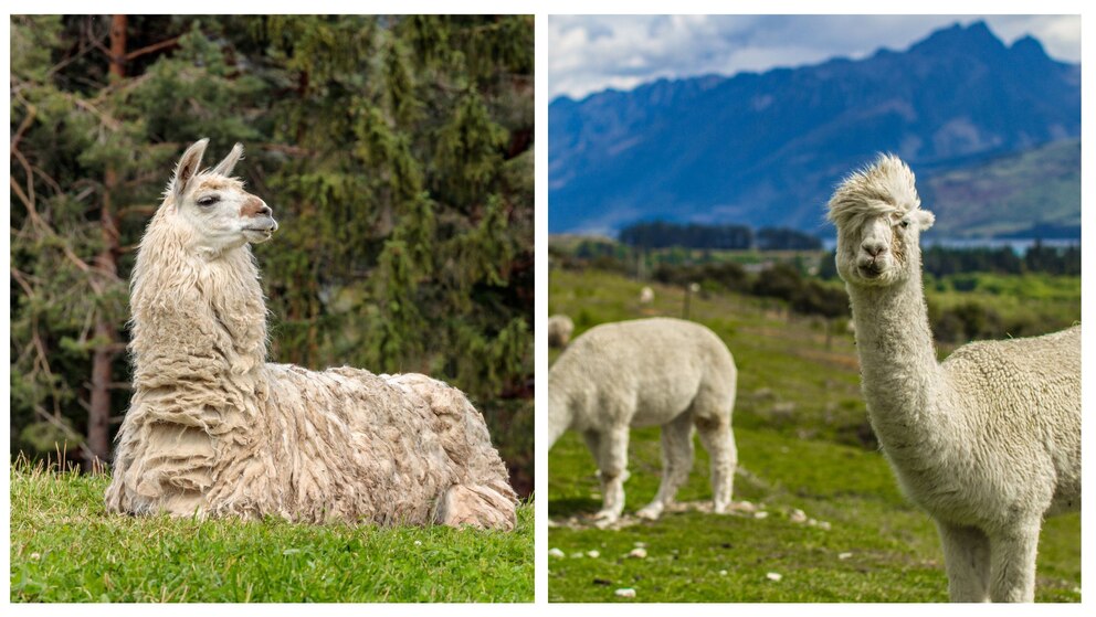 Lama oder Alpaka, die Unterschiede sind in der Collage deutlich sichtbar