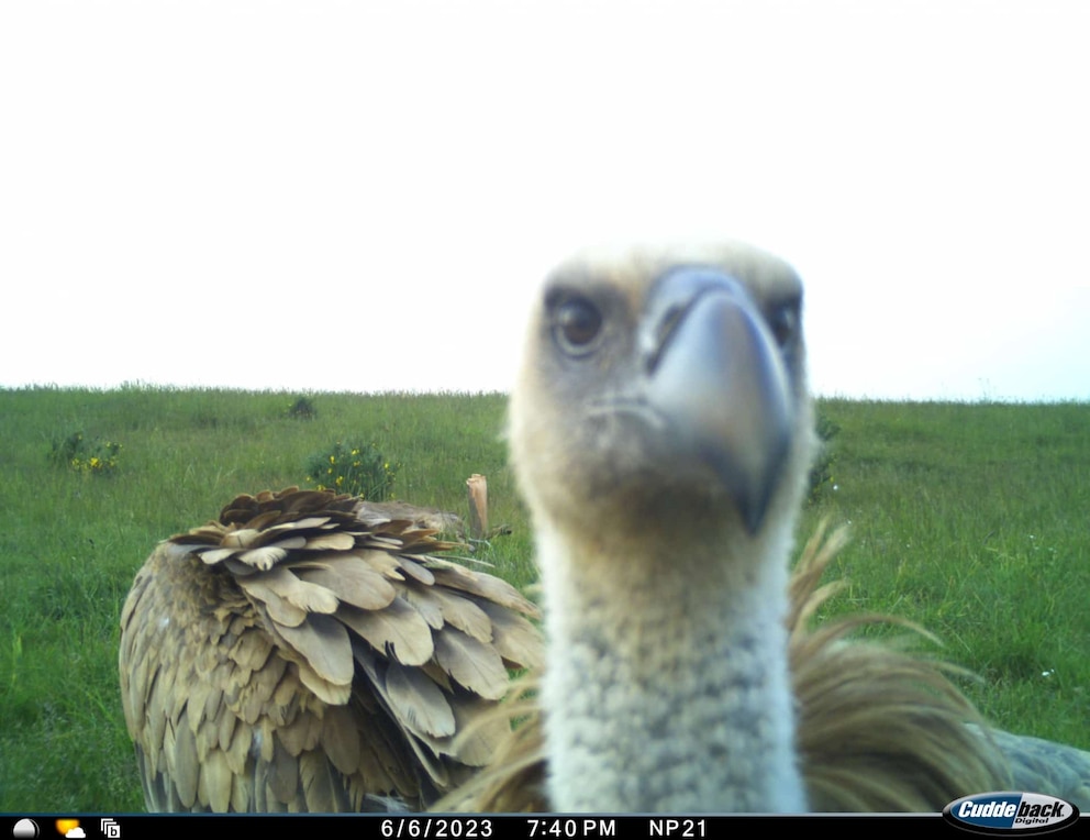 Ein Gänsgeier ist im Nationalpark Eifel in eine Fotofalle getappt