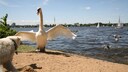 Ein Schwan richtet sich drohend auf und bedroht aggressiv einen Hund