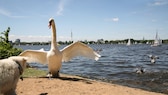 Ein Schwan richtet sich drohend auf und bedroht aggressiv einen Hund