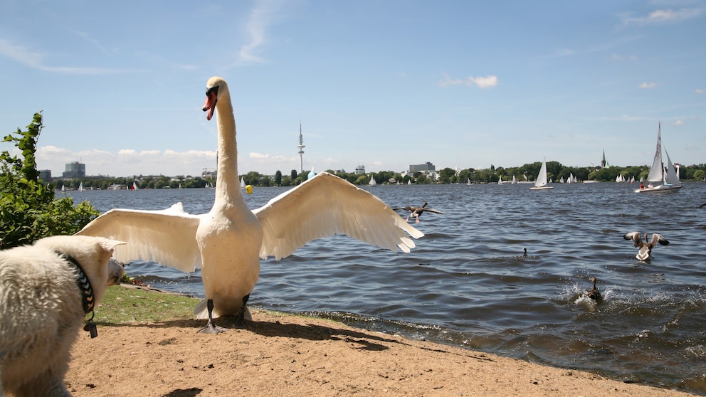 Ein Schwan richtet sich drohend auf und bedroht aggressiv einen Hund