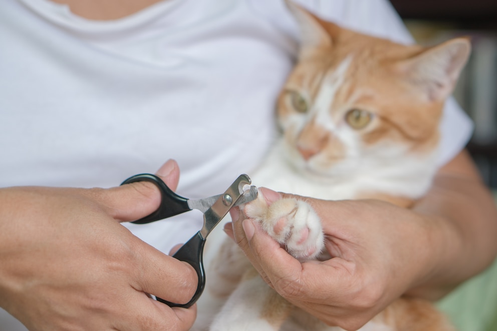 Einer entspannten Katze, die im Arm liegt, werden die Krallen geschnitten