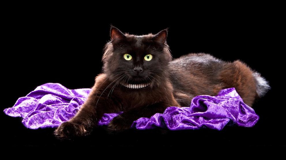 Porträt einer Chantilly-Tiffany Katze in Farbe Schokolade auf schwarzem Hintergrund
