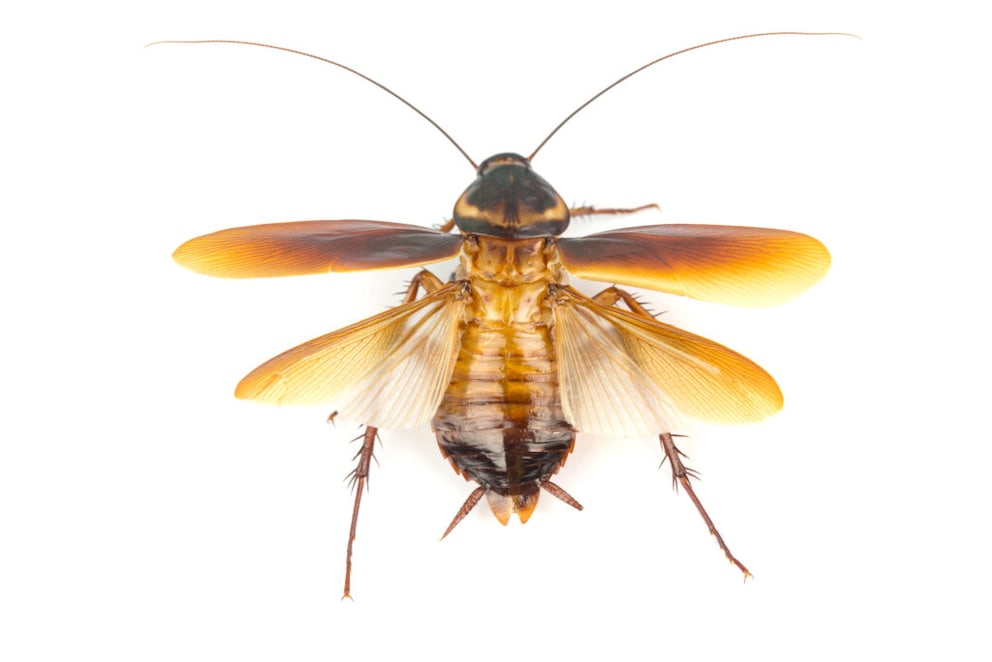 Cockroach isolated on white background with spread wings