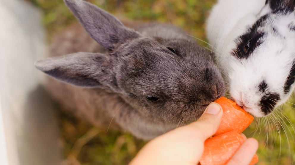 Zwei Kaninchen schnuppern an Karottenstückchen