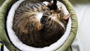 Katzen tun besonders eines viel: schlafen. Aber träumen sie dabei auch und was träumen Katzen?