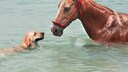 Nicht alle Landtiere sind, wie Hunde, geborene Schwimmer.  Wie sieht es bei Pferden aus?