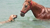 Nicht alle Landtiere sind, wie Hunde, geborene Schwimmer.  Wie sieht es bei Pferden aus?