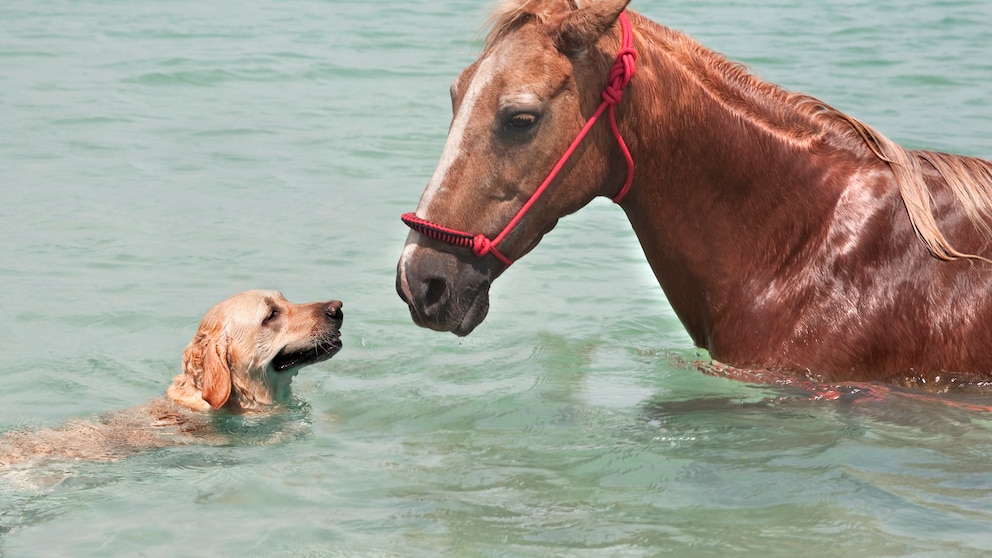 Nicht alle Landtiere sind, wie Hunde, geborene Schwimmer.  Wie sieht es bei Pferden aus?