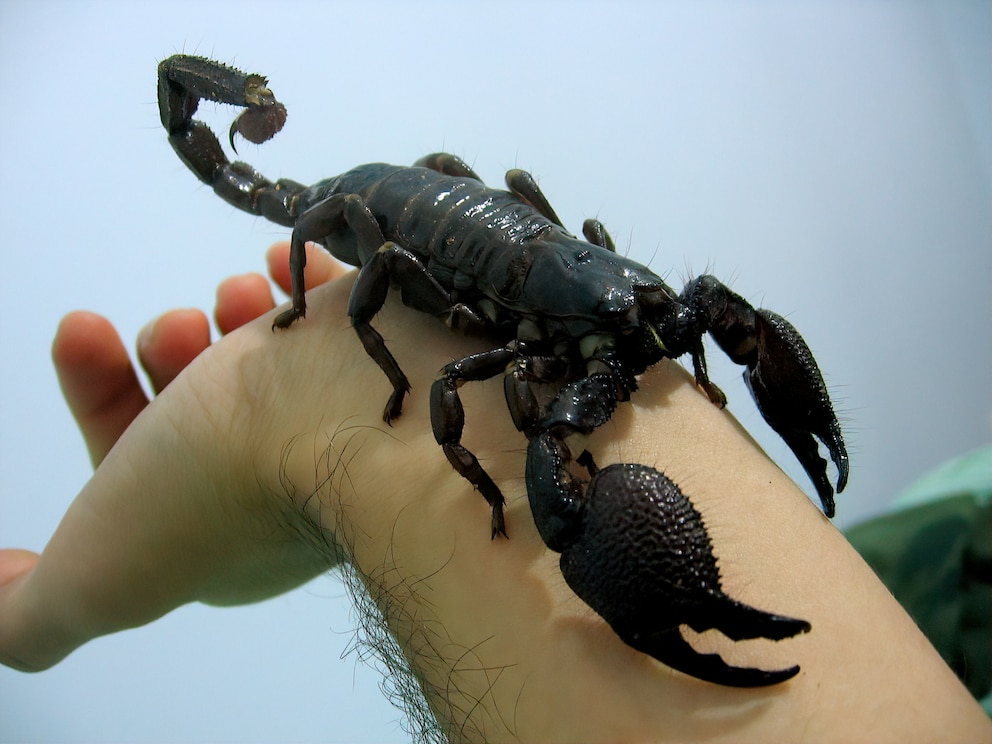 Kaiserskorpion Pandinus imperator auf einer Hand