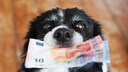 Dem geliebten Tier möchte so manch ein Hunde- oder Katzenhalter gern Geld vererben – doch ist das möglich?