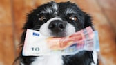 Dem geliebten Tier möchte so manch ein Hunde- oder Katzenhalter gern Geld vererben – doch ist das möglich?