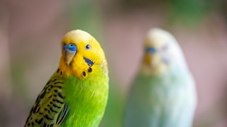 Ziervögel wie Wellensittiche legen manchmal unbefruchtete Eier