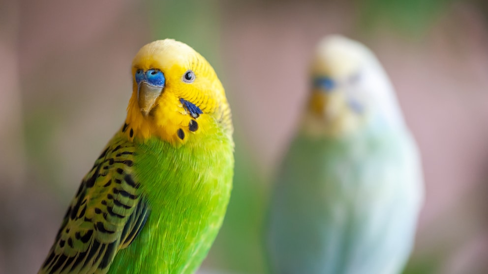 Ziervögel, wie Wellensittiche, legen manchmal unbefruchtete Eier, woran das liegt und was Halter beachten sollten