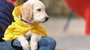 Ob Hunde einen Regenmantel brauchen, kommt auf das Tier an. Ein Welpe, wie dieser Golden Retriever, gehört schon eher dazu