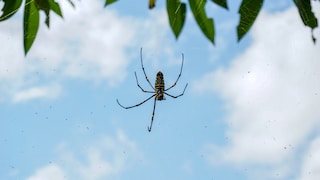 Eine Spinne sitzt auf ihrem Netz. Über ihr ist ein blauer Himmel zu sehen