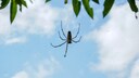 Eine Spinne sitzt auf ihrem Netz. Über ihr ist ein blauer Himmel zu sehen