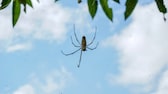 Eine Spinne sitzt auf ihrem Netz. Über ihr ist ein blauer Himmel zu sehen