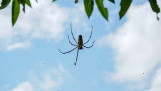 Eine Spinne sitzt auf ihrem Netz. Über ihr ist ein blauer Himmel zu sehen