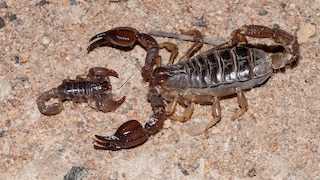 Kleines und großes Exemplar von Skorpionen in Australien